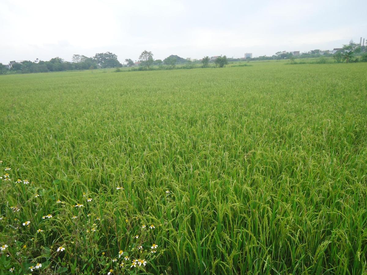 Green Space Homestay Ninh Binh Exterior foto